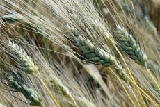 Il grano del Senatore Cappelli