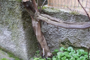 Metti una vigna sul terrazzo...