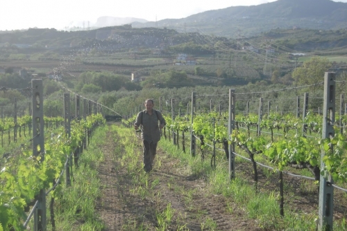 Biodivino 2012: i premi alle aziende Vignaviva