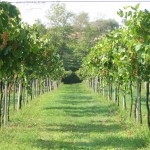 VINITALY: UN PIC-NIC ALLO STAND DI GAMBELLARA