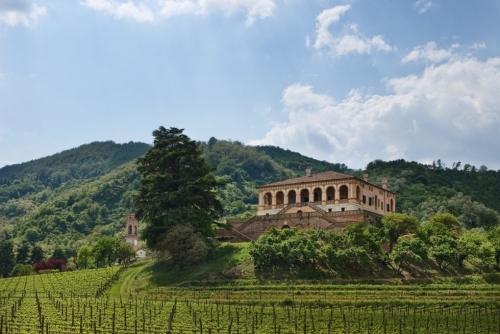 VENDEMMIA IN VILLA