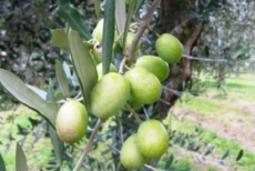 Olio Extra vergine di Oliva