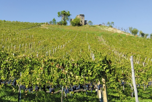 Salvatore Molettieri premiato al Merano Wine Festival