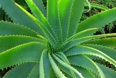 L&#039;Aloe vera, una pianta dai mille usi