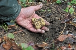 Il vero tartufo nel cuore della Toscana