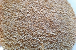 La quinoa: questa sconosciuta 