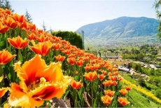 LA NUOVA ATTRAZIONE IL REGNO SOTTERRANEO DELLE PIANTE E LE NUMEROSE NOVITA PER CELEBRARE IL 10° ANNIVERSARIO  DEI GIARDINI DI SISSI A CASTEL TRAUTTMANSDORFF, MERANO