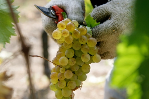 Benvenuto Vermentino 2012 incontra la XXVI rassegna dell&#039;Olio d&#039;Oliva