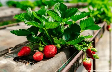 La Fragolina: prodotti biologici e innovazione ecosostenibile per gustare il meglio della natura